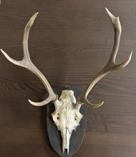 Hirschgeweih Jagdtrophäe