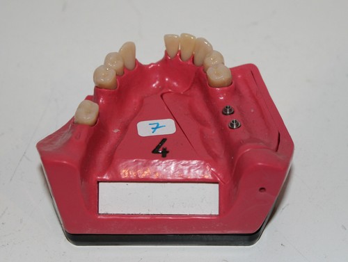 Dent schaumodell 4 - schaumodell,
