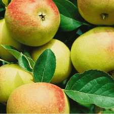 Apfelbaum Muskat Renette