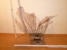 echte Fächerkoralle schwarze