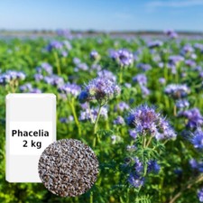 (9,03€/kg) Phacelia 2 kg Gründüngung Stilllegung Zwischenfrucht Bodenverbesse