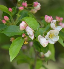 Kleinfruchtiger zierapfel - kleinfruchtiger,