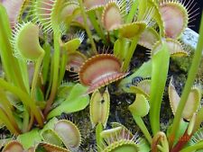 Dionaea muscipula   "Redline" - Venusfliegenfalle