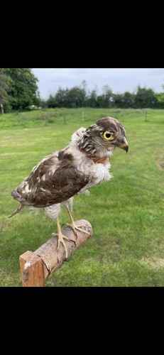 Stofftier vogel selten sammler - stofftier,