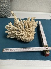 Koralle Echte Weiße