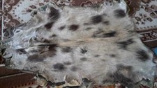 Wildschwein decke fell - decke,