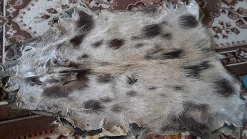Wildschwein decke fell - decke,