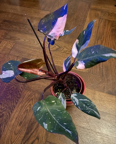 Philodendron pink princess - philodendron,