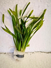 Vallisneria torta,kleine