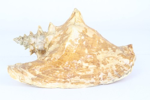 Große fechterschnecke queen - große,