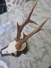 1 Stück Rehgeweihe Starker
