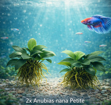 Anubias nana petite - nana,