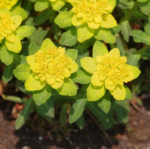 Gold wolfsmilch euphorbia - wolfsmilch,