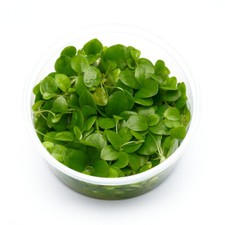 Limnobium laevigatum |