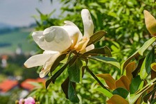 Magnolia grandiflora 'Alta' /