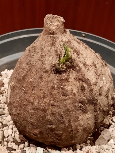 Adenia viridflora mit - viridflora, l