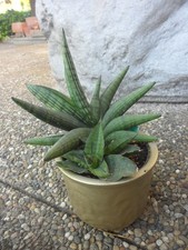 Sansevieria ‘Helios’