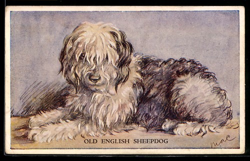 Old english sheepdog - english,