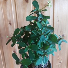 Euphorbia milii , cremeweiße-grünweiße Blüten