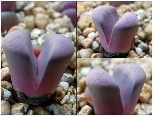 Samen lithops meyeri - 10,