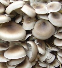 AUSTERNSEITLINGE Pilzbrut Austernpilze z.Hause aus der Zuchtbox ziehen-PiLzZuChT