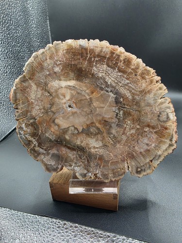Versteinertes