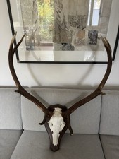 Jagdtrophäe Hirschgeweih, 8-Ender aus der Eifel