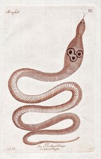 Brillenschlange Kobra cobra Schlange snake reptile engraving Kupferstich 1790