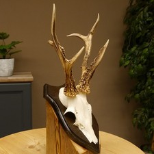 Rehbock abnormes Reh Bock