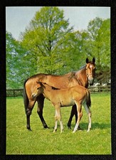 Pferdepostkarte, AK Pferde