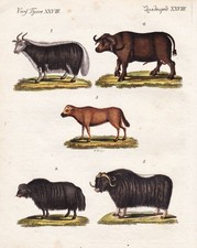 Ochsen ox Ochse Kühe Moschus