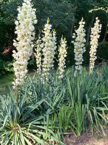 Palmlilie lilie weiß blume - weiß,