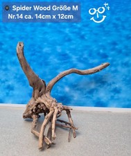 🪸 Moorkienwurzel-