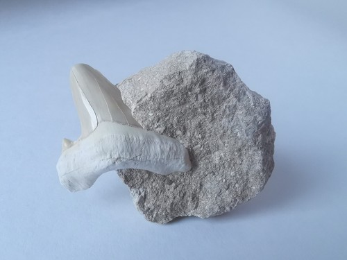 6 5 cm obliquus - *, cm,