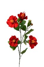 Hibiskus Hibiscuszweig rot