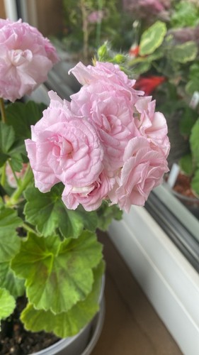 Pelargonium pelargonie lady - pelargonie,