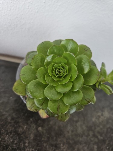 Sukkulente aeonium fairy - sukkulente, tail