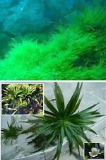 Quellmoos + Wasseraloe für den Gartenteich Teich Filterpflanzen Teichpflanzen