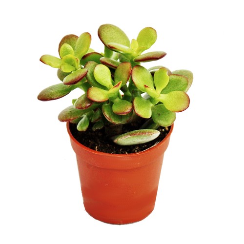 Crassula portulacea minor - ,