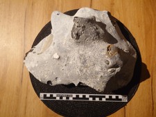 Feuerstein mit Fossilresten