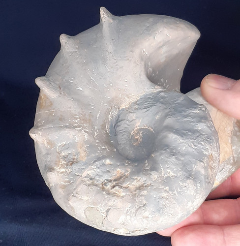 Ammonit ceratites spinosus - ammonit,