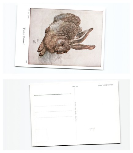 Hase dürer - ,