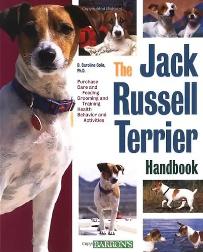 The jack russell terrier - jack,