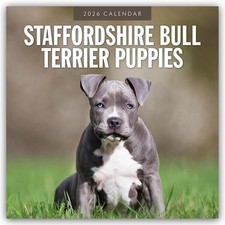 Staffordshire Bull Terrier Puppies - Staffordshire Bullterrier Welpen 2026 - 16-