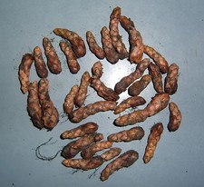 Roter Glücksklee - Dreiecksklee - Oxalis triangularis - 15 Rhizome