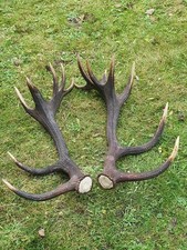 Abwurfstangen Geweih Rothirschgeweih Hirschgeweih Hirschhorn Jagd Jäger Jagen