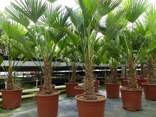 Palme winterhart 150 180 - palme,
