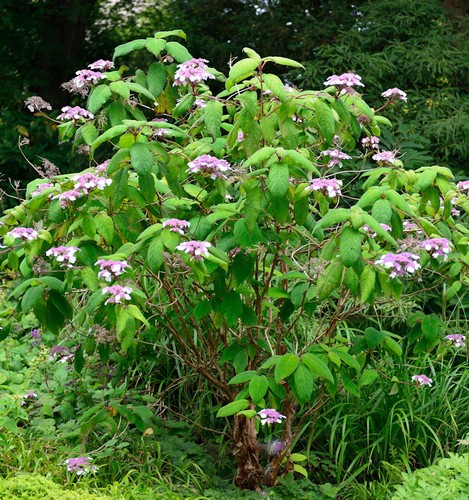 Samt hortensie 100cm - 80-100cm,