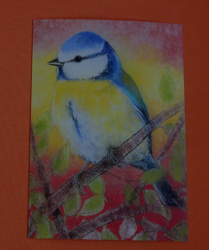 Postkarten blaumeise loes - 1x,