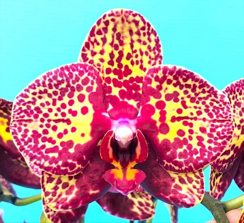 Phalaenopsis 808 - phalaenopsis, pf-808